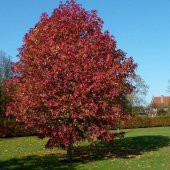 Liquidambar Styraciflua Amerikan Sığlası Tohumu (10 Tohum) - 1