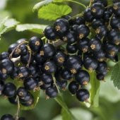 Nadir Siyah Goji Berry Tohumu (5 adet) - 2