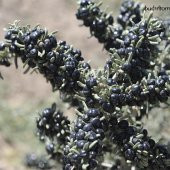 Nadir Siyah Goji Berry Tohumu (5 adet) - 3