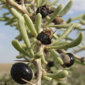 Nadir Siyah Goji Berry Tohumu (5 adet) - 4