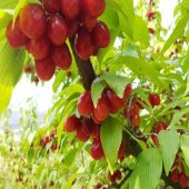 Kantar Topuzu İri Meyveli Kızılcık Tohumu (5 tohum) thumbnail 1