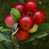 Kantar Topuzu İri Meyveli Kızılcık Tohumu (5 tohum) thumbnail 2