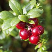 Kantar Topuzu İri Meyveli Kızılcık Tohumu (5 tohum) thumbnail 3