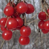 Kantar Topuzu İri Meyveli Kızılcık Tohumu (5 tohum) thumbnail 4