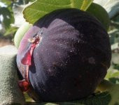 Bursa Siyahı Dürdane İncir Tohumu (5 adet) thumbnail 2