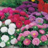 Pompon White Aster Çiçeği Tohumu (50 tohum) - 3