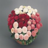 Mix Katmerli Bellis Perennis Ponpon İngiliz Çayır Papatyası Çiçeği Tohumu(100 tohum) - 4