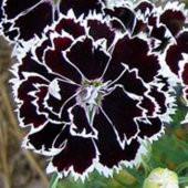 Dianthus Heddewigii Black White Karanfil Çiçeği (100 adet) - 1