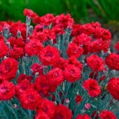 Chabaud Cardinal Red Karanfil Çiçeği Tohumu(70 adet) - 1