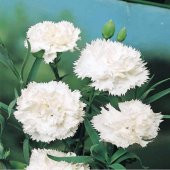Chabaud White Karanfil Çiçeği Tohumu(70 adet) - 1