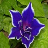 Dev Çiçekli İpomea Blue Picotee Japon Gündüz Sefası Çiçeği(5 tohum) - 1