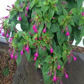 Bicolor Mixed Akşam Sefası Çiçeği Tohumu (20 Tohum) thumbnail 2