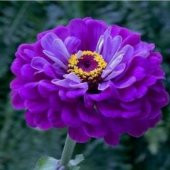 Super Yoga Elegans Purple Zinya Çiçeği Tohumu(40 tohum) - 1