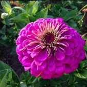 Dahlia Çiçekli Violet Quen Zinya Çiçeği Tohumu(40 tohum) thumbnail 1