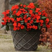 Mix Wallerine Bodur Cam Güzeli Çiçeği Tohumu(20 tohum) thumbnail 4