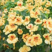 Tropaeolum Peach Melba Latin Çiçeği Tohumu (10 adet) - 1