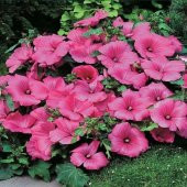 Lavatera Trimestris Regis Pembe Pamuk Çiçeği Tohumu (50 tohum) - 1