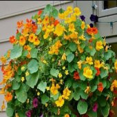 Tropaeolum Peach Melba Latin Çiçeği Tohumu (10 adet) - 2