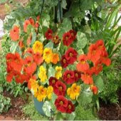 Tropaeolum Peach Melba Latin Çiçeği Tohumu (10 adet) - 3