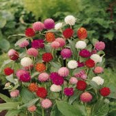 Gomphrena Globosa Somon Medine Çiçeği Tohumu(50 tohum) - 3