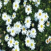 White Splendour Brachycome Çiçeği Tohumu (200 tohum) thumbnail 2