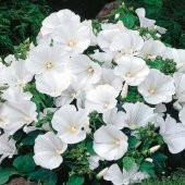 Lavatera Trimestris Regis Pure White Pamuk Çiçeği Tohumu(50 tohum) - 1