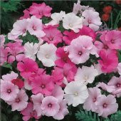 Lavatera Trimestris Regis Pure White Pamuk Çiçeği Tohumu(50 tohum) - 2
