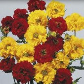 Soğuklara Dayanıklı Katmerli Mixed Geum Çiçeği Tohumu(20 tohum) - 1