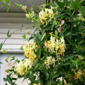 Kokulu Lonicera Caprifolium Hanım Eli Tohumu (5 tohum) - 1