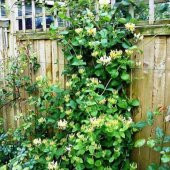 Kokulu Lonicera Caprifolium Hanım Eli Tohumu (5 tohum) - 2
