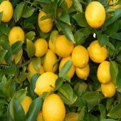Yediveren Limon Tohumu (5 tohum) - 2