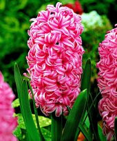 Pearl Pembe Renkli Sümbül Soğanı (3 adet) thumbnail 1