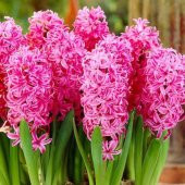 Pearl Pembe Renkli Sümbül Soğanı (3 adet) thumbnail 2