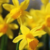 Love Day Nergis Soğanı (5 adet) - 1