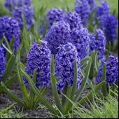 Jacket Koyu Mavi Blue Sümbül Soğanı (3 adet) - 2