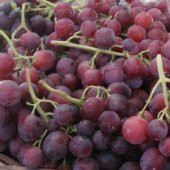 Tüplü Antik Dönem Anadolu Foça Karası Üzüm Fidanı - 1