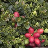 Tüplü Natal Eriği Fidanı Meyve Verme Yaşında - 1