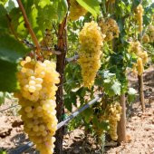 Tüplü Maccabeu Bol Verimli Üzüm Fidanı - 1