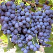 Tüplü Yoğun Aromalı Alicante Bousche Üzüm Fidanı - 1