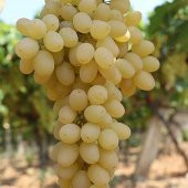 Tüplü Yöresel Tahannebi Yellow Üzüm Fidanı - 1