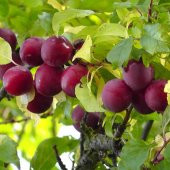 Tüplü Cherry Plum Kiraz Eriği Fidanı - 1