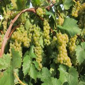 Tüplü Tatlı Chardonnay Üzüm Fidanı - 1