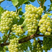 Tüplü Sarmalık Narince Üzüm(Asma-Bağ) Fidanı - 1