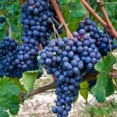 Tüplü Merlot Black Üzüm(Asma-Bağ)Fidanı - 1