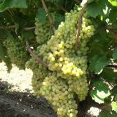 Tüplü Superior Green Çekirdeksiz Üzüm Fidanı - 1