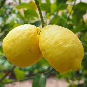 Tüplü Donlara Dayanıklı Yarı Bodur Nadir Kütdiken Limon Fidanı - 1