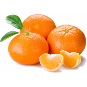 Tüplü Kokulu Çekirdeksiz Aromatik Okitsu Mandalina Fidanı - 1