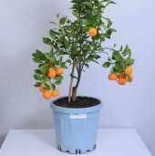 Meyveli 3-4 Süs Mandalinası Fidanı (Kabuklu Yenilebilen ) - 1