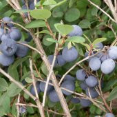 Tüplü Yaban Mersini(Likapa,Blueberry,Maviyemiş) Darrow Fidanı - 1