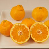 Tüplü İri Çekirdeksiz Bol Sulu Miho Wase Mandalina Fidanı - 1